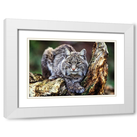Wildlife 7 White Modern Wood Framed Art Print with Double Matting by Lee, Rachel