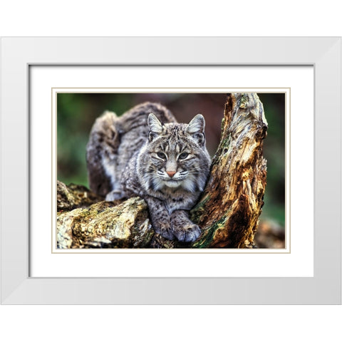 Wildlife 7 White Modern Wood Framed Art Print with Double Matting by Lee, Rachel