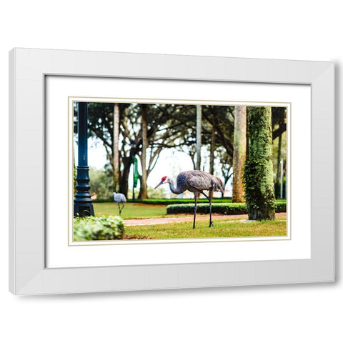 2 Birds and a Lizard White Modern Wood Framed Art Print with Double Matting by Malone, Will