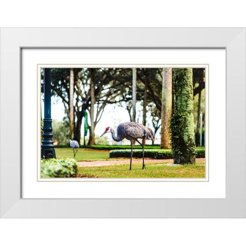 2 Birds and a Lizard White Modern Wood Framed Art Print with Double Matting by Malone, Will