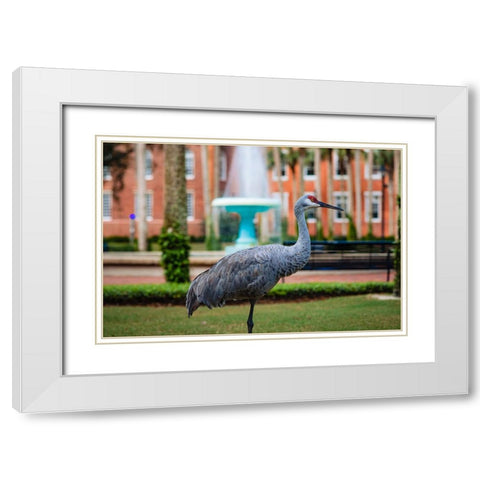 DeLand Bird White Modern Wood Framed Art Print with Double Matting by Malone, Will