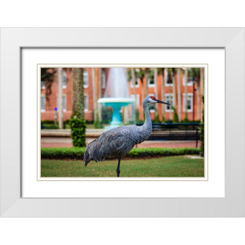 DeLand Bird White Modern Wood Framed Art Print with Double Matting by Malone, Will