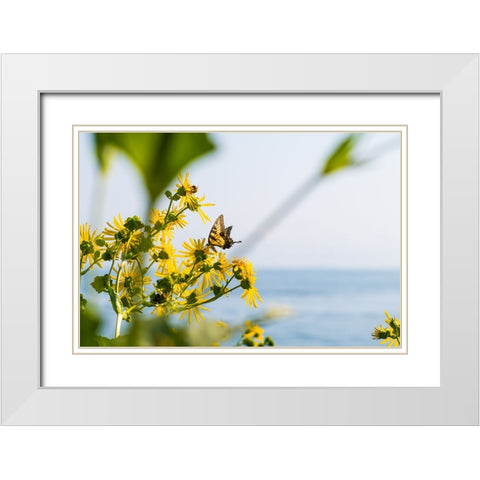 Monarch White Modern Wood Framed Art Print with Double Matting by Malone, Will