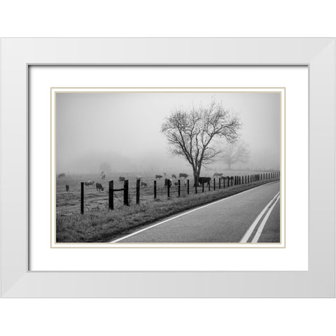Cows in Fog White Modern Wood Framed Art Print with Double Matting by Malone, Will