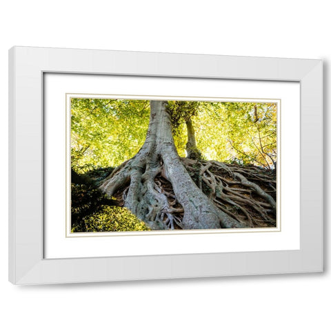 Roots 3 White Modern Wood Framed Art Print with Double Matting by Malone, Will