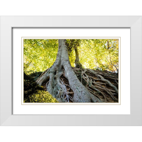 Roots 3 White Modern Wood Framed Art Print with Double Matting by Malone, Will