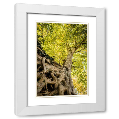 Roots 6 White Modern Wood Framed Art Print with Double Matting by Malone, Will