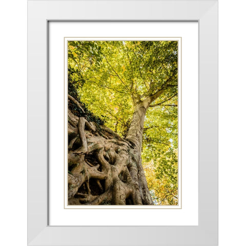 Roots 6 White Modern Wood Framed Art Print with Double Matting by Malone, Will