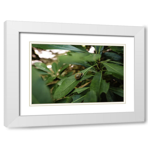 Yellow Branch Snail White Modern Wood Framed Art Print with Double Matting by Malone, Will