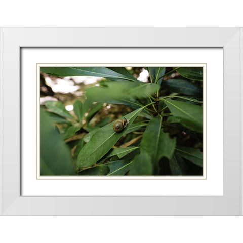 Yellow Branch Snail White Modern Wood Framed Art Print with Double Matting by Malone, Will