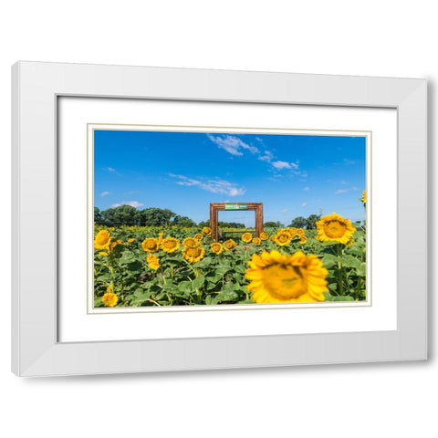 Denver Downs Sunflowers 1 White Modern Wood Framed Art Print with Double Matting by Malone, Will
