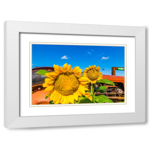 Denver Downs Sunflowers 2 White Modern Wood Framed Art Print with Double Matting by Malone, Will