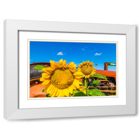 Denver Downs Sunflowers 3 White Modern Wood Framed Art Print with Double Matting by Malone, Will