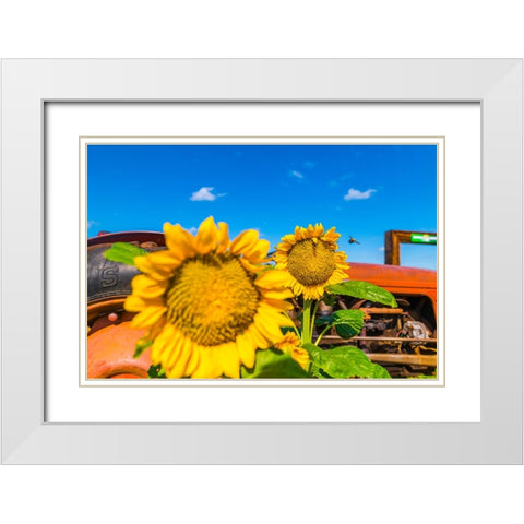 Denver Downs Sunflowers 3 White Modern Wood Framed Art Print with Double Matting by Malone, Will