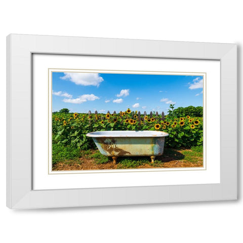 Denver Downs Sunflowers 4 White Modern Wood Framed Art Print with Double Matting by Malone, Will