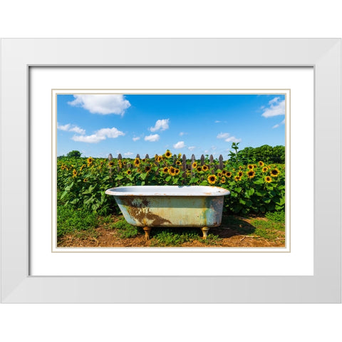 Denver Downs Sunflowers 4 White Modern Wood Framed Art Print with Double Matting by Malone, Will