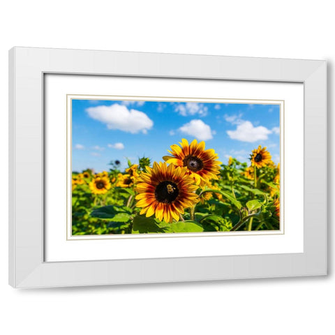 Denver Downs Sunflowers 5 White Modern Wood Framed Art Print with Double Matting by Malone, Will