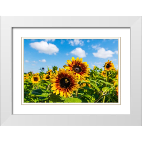 Denver Downs Sunflowers 5 White Modern Wood Framed Art Print with Double Matting by Malone, Will