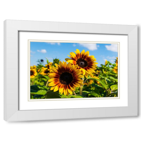 Denver Downs Sunflowers 6 White Modern Wood Framed Art Print with Double Matting by Malone, Will