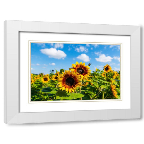 Denver Downs Sunflowers 7 White Modern Wood Framed Art Print with Double Matting by Malone, Will