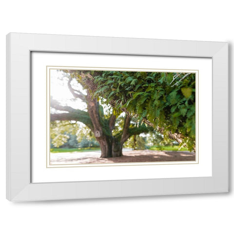 Big Oak 2 White Modern Wood Framed Art Print with Double Matting by Malone, Will