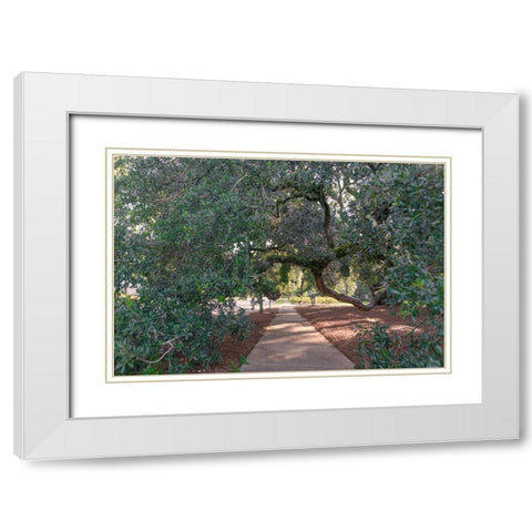 Big Oak 3 White Modern Wood Framed Art Print with Double Matting by Malone, Will