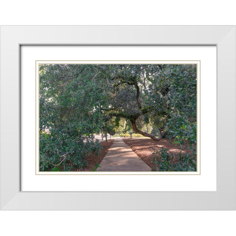 Big Oak 3 White Modern Wood Framed Art Print with Double Matting by Malone, Will