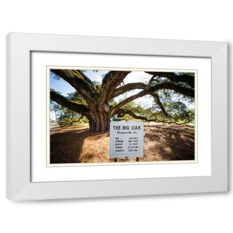 Big Oak 6 White Modern Wood Framed Art Print with Double Matting by Malone, Will