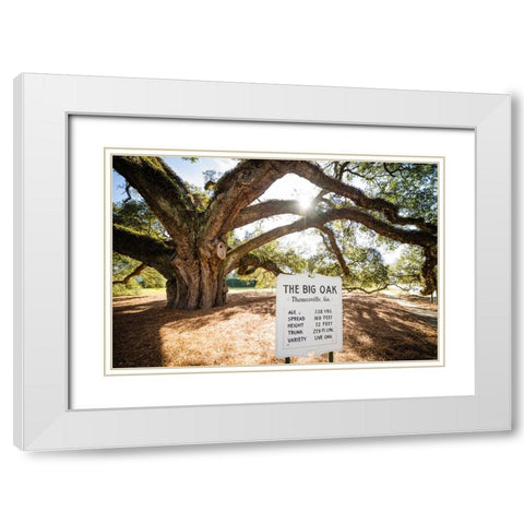 Big Oak 7 White Modern Wood Framed Art Print with Double Matting by Malone, Will