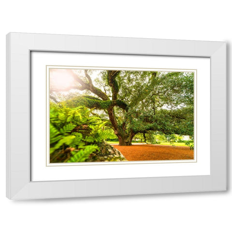 Big Oak 9 White Modern Wood Framed Art Print with Double Matting by Malone, Will