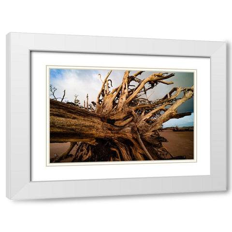 Dead Root White Modern Wood Framed Art Print with Double Matting by Malone, Will