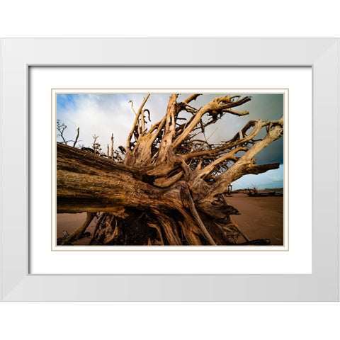 Dead Root White Modern Wood Framed Art Print with Double Matting by Malone, Will