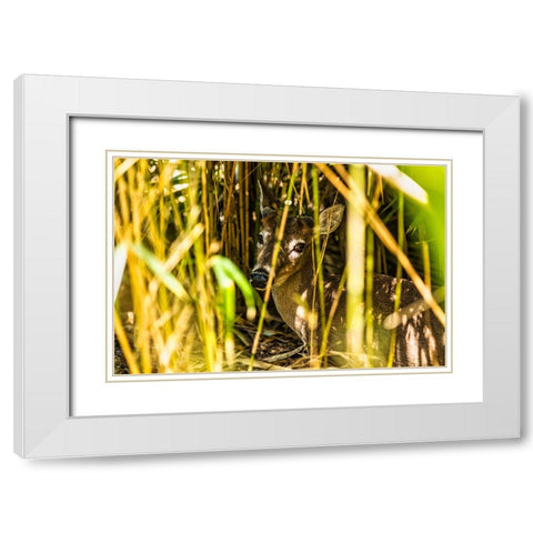 Deer at Rest White Modern Wood Framed Art Print with Double Matting by Malone, Will