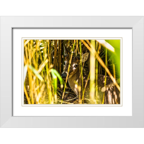 Deer at Rest White Modern Wood Framed Art Print with Double Matting by Malone, Will