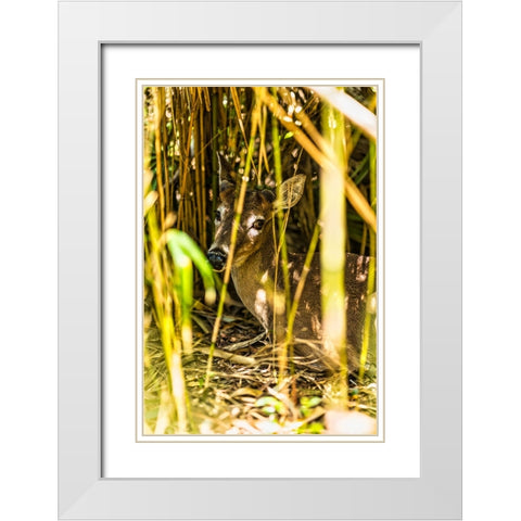 Deer at Rest Vertical White Modern Wood Framed Art Print with Double Matting by Malone, Will