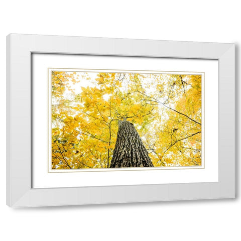 Yellow 2B White Modern Wood Framed Art Print with Double Matting by Malone, Will