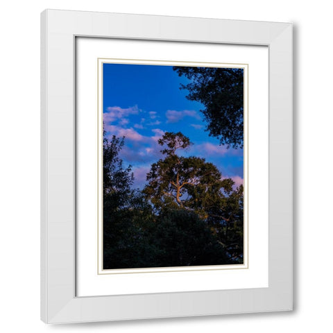 Tree Spotlight 2 White Modern Wood Framed Art Print with Double Matting by Malone, Will