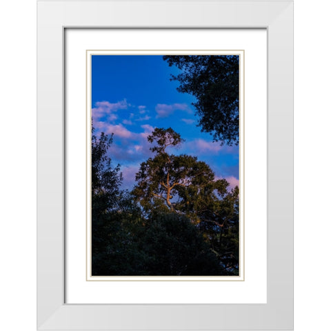 Tree Spotlight 2 White Modern Wood Framed Art Print with Double Matting by Malone, Will