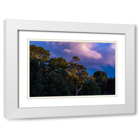 Tree Spotlight White Modern Wood Framed Art Print with Double Matting by Malone, Will