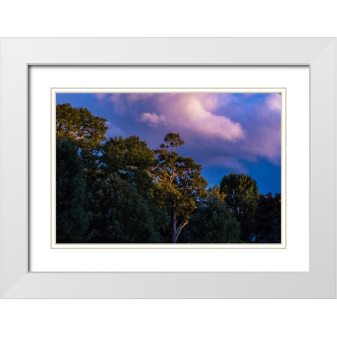 Tree Spotlight White Modern Wood Framed Art Print with Double Matting by Malone, Will