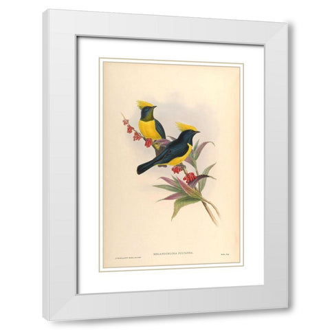 Melanochlora Sultanea White Modern Wood Framed Art Print with Double Matting by CAG