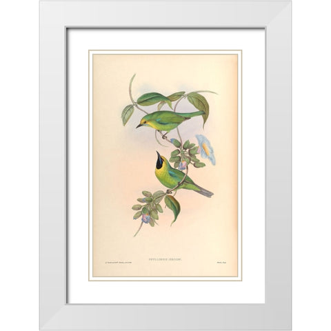 Phyllornis Jerdoni White Modern Wood Framed Art Print with Double Matting by CAG