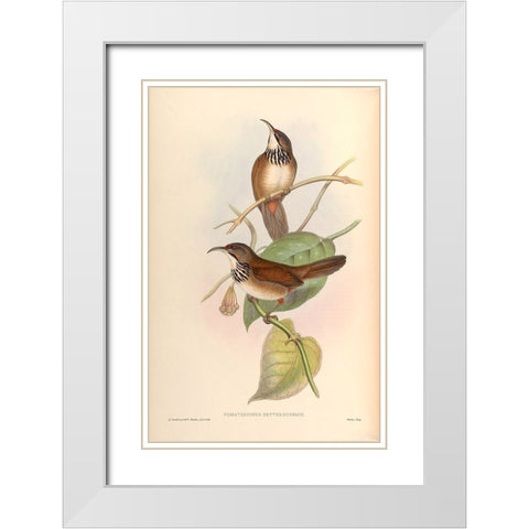Pomatorhinus Erythrocnemis White Modern Wood Framed Art Print with Double Matting by CAG