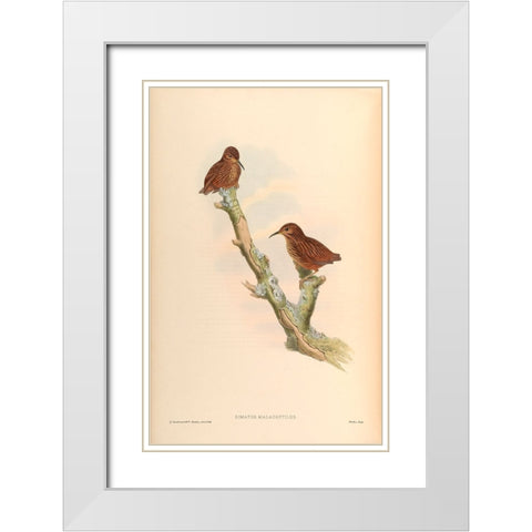 Rimator Malacoptilus White Modern Wood Framed Art Print with Double Matting by CAG