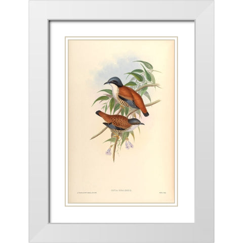 Cutia Nipalensis White Modern Wood Framed Art Print with Double Matting by CAG