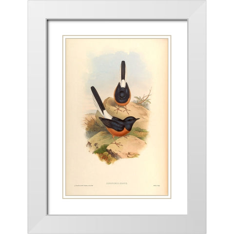 Copsychus Suavis White Modern Wood Framed Art Print with Double Matting by CAG