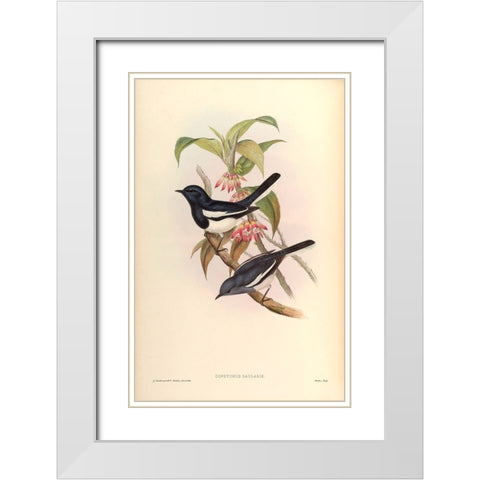 Copsychus Saularis White Modern Wood Framed Art Print with Double Matting by CAG