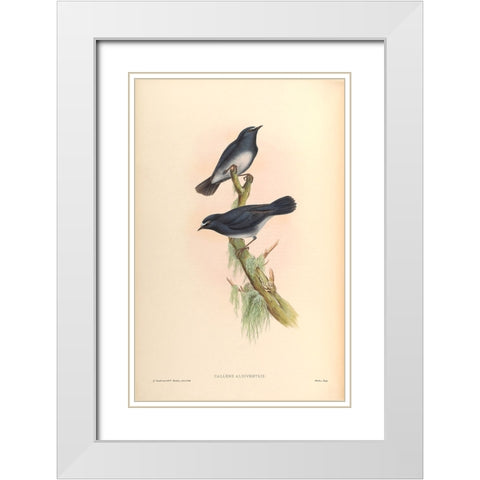 Callene Albiventris White Modern Wood Framed Art Print with Double Matting by CAG