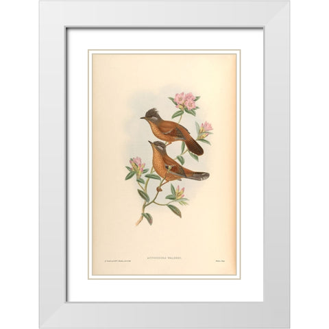 Actinodura Waldeni White Modern Wood Framed Art Print with Double Matting by CAG