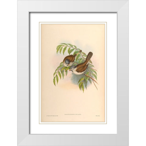 Paradoxornis Gularis White Modern Wood Framed Art Print with Double Matting by CAG